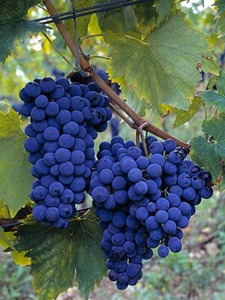big_red_sangiovese_grapes